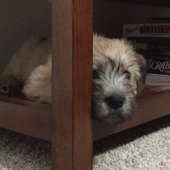 Meet your Posher, David - Picture 1 of 2